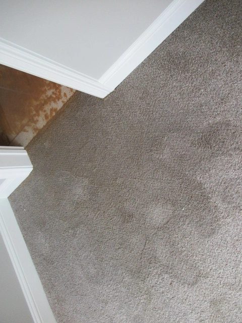 Discoloration on carpet in the adjoining room after the reported backup.